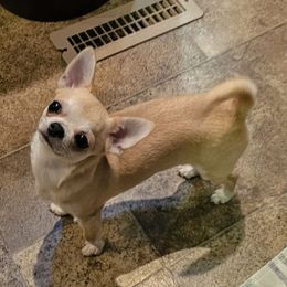 Candi - Chihuahua