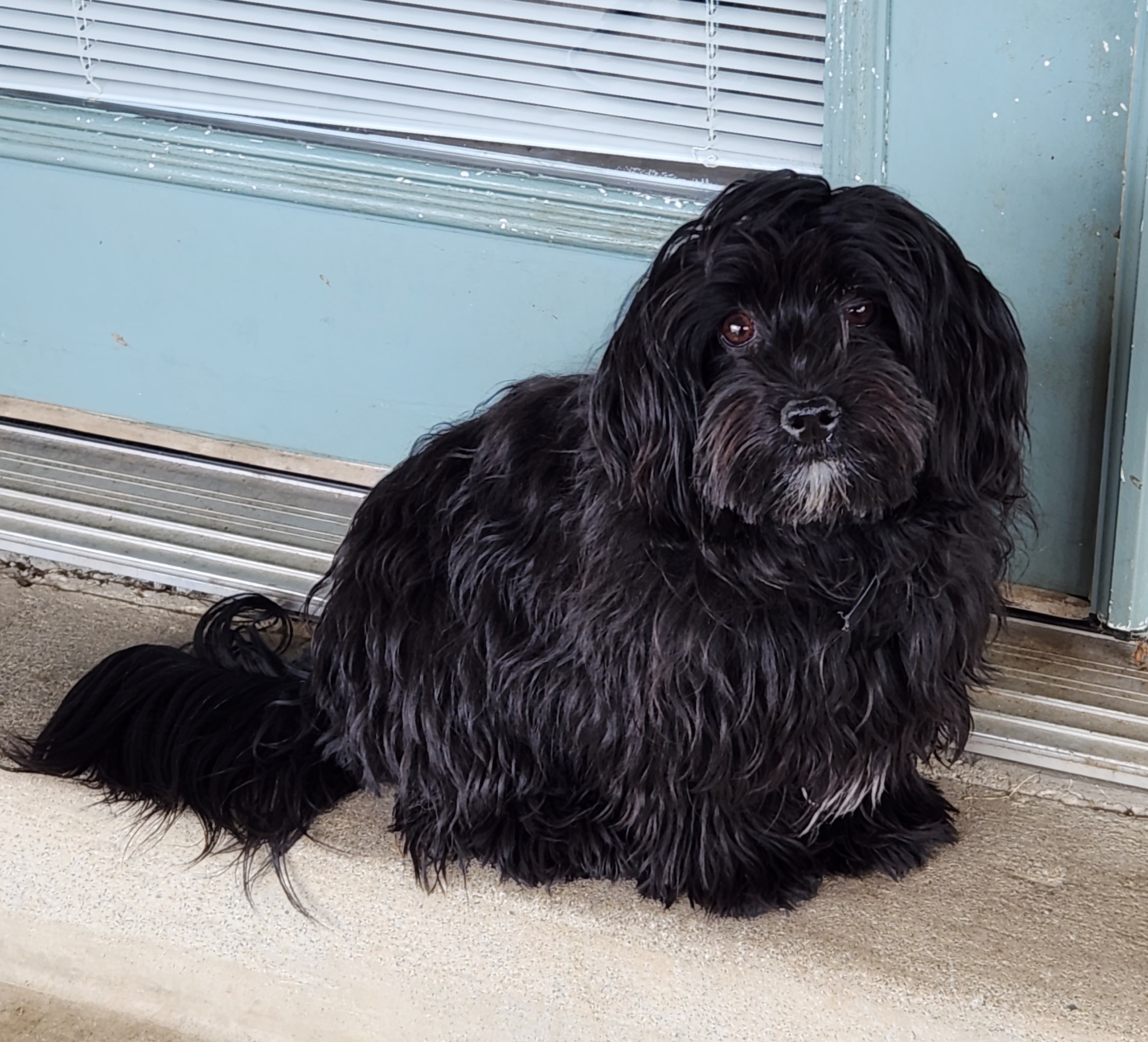 Moony - Havanese