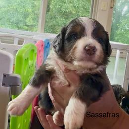 Ultra Sassafras - Blue merle male Bernedoodle puppy in Campbellsville, Kentucky from Blue Belle Hills Bernedoodles