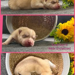Sanji - Red and white male Siberian Husky puppy in Canton, Ohio from Bleu Skies Siberian Huskies