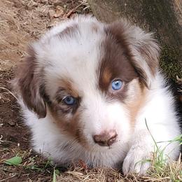 Nutmeg - Red merle male Australian Shepherd puppy in Cottage Grove, Oregon from Farmstead Aussies
