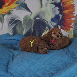 Poodle Puppies from Moyen Majestic Embrace