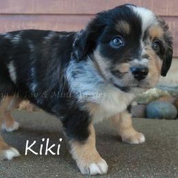 Kiki - Blue merle female Miniature American Shepherd puppy in Godley, Texas from Flying H Toy and Mini Aussies