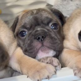French Bulldog Puppies from Piper’s Pups