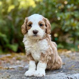 Duke (Green Collar) - Red male Bernedoodle puppy in Stanwood, Washington from Butter Cup Pups and Paws
