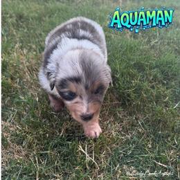AQUAMAN-Blue Merle Male - Blue merle male Australian Shepherd puppy in Gainesville, Texas from Lady Luck Aussies