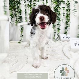 Blue Collar Male - Red tri-color male Aussiedoodle puppy in Grand Rapids, Michigan from The Kindred K9