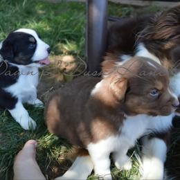 Australian Shepherd Puppies from Dawn 2 Dusk Ranch