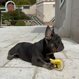 French Bulldog Puppies from Jesikah408