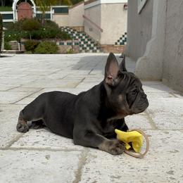 French Bulldog Puppies from Jesikah408