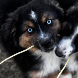 Flannel - Black tri male Miniature Australian Shepherd puppy in Granbury, Texas from Jubilee Acres