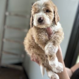 Bernedoodle Puppies from Pippy’s Doodle Pups