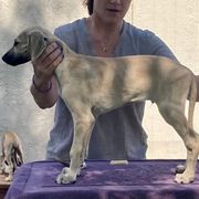 Sloughi Puppies from Almaboubin Sloughis