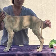 Sloughi Puppies from Almaboubin Sloughis