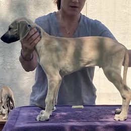 Sloughi Puppies from Almaboubin Sloughis