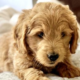 Bernedoodle, Goldendoodle, and Poodle Puppies from Rose Canyon Doodles