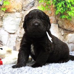 Snow Collar Male - Brown male Newfoundland puppy in Dalton, Ohio from Newfforu