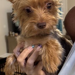 Nonna - Yorkshire Terrier