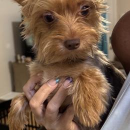 Nonna - Yorkshire Terrier