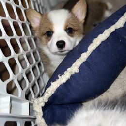 American Corgi and Pembroke Welsh Corgi Puppies from MKM Corgi Company