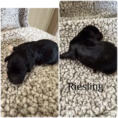 Riesling - White and black female Bordoodle puppy in Republic, Missouri from Holland Hilltop Farm