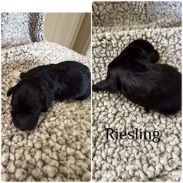 Riesling - White and black female Bordoodle puppy in Republic, Missouri from Holland Hilltop Farm