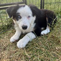 Zeke - Black & white male Miniature Australian Shepherd puppy in Marion, Michigan from Highland Hills Mini Aussies