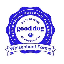Boy 2 - Black and white male Border Collie puppy in Nashville, Arkansas from Whisenhunt Farms