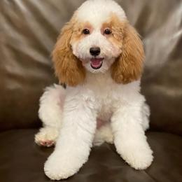 Snowbell - Poodle