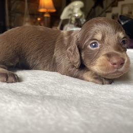 Bobby - Chocolate male Dachshund puppy in Jackson, Tennessee from Cashmere Crown Mini Dachshunds