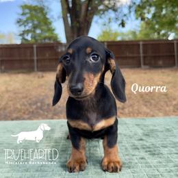 Quorra - Black and tan female Dachshund puppy in Royse City, Texas from Truehearted Miniature Dachshunds