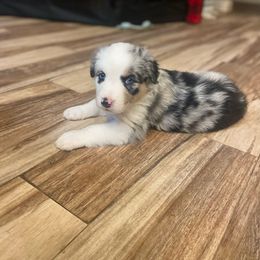 Boy 2 - Blue merle Australian Shepherd puppy in Surprise, Arizona from Magley Ranch Aussies