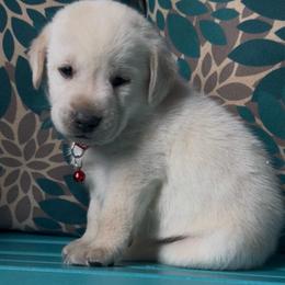 Hunter - Yellow male Labrador Retriever puppy in Marietta, South Carolina from Trust in the Lord Labradors