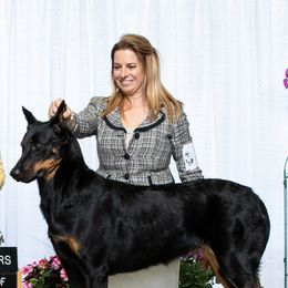 Beaucerons from Beaucerons of Tempete De Hope