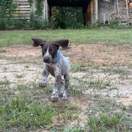 Boy 2 - Liver roan male German Shorthaired Pointer puppy in Ozark, Alabama from Judy Creek GSP's