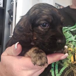 Cream brindle - Black and cream female Dachshund puppy in Port Charlotte, Florida from Vicki's Dachshund Crossing