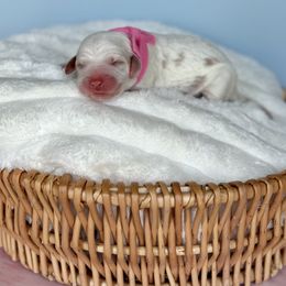 Pink - Parti female Goldendoodle puppy in Ruthorfordton, North Carolina from Duncan Doodles Goldendoodles