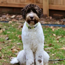 Biscuit - Australian Labradoodle