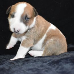 Kyara - Red and white female Bull Terrier puppy in Cincinnati, Ohio from HP BULL’S
