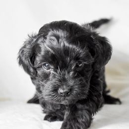 Luna - Black and white female Cockapoo puppy in Ellensburg, Washington from Dawn to Dusk Cockapoos