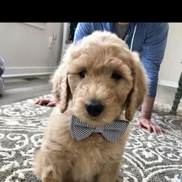 Goldendoodle Puppies from Heart of Goldendoodles