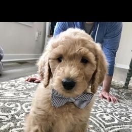 Goldendoodle Puppies from Heart of Goldendoodles