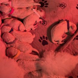 Poodle Puppies from Cute paws poodles