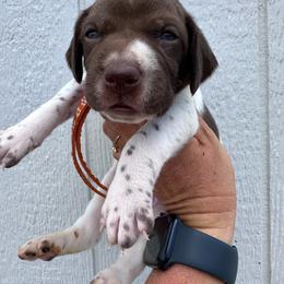 Orange - Liver and white male German Shorthaired Pointer puppy in Newton Grove, North Carolina from Wayalife Labradors & Gsp’s