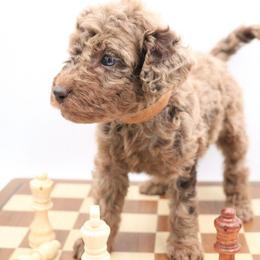 Brown - Chocolate male Labradoodle puppy in Lexington Park, Maryland from SUNNY SIDE DOODLES