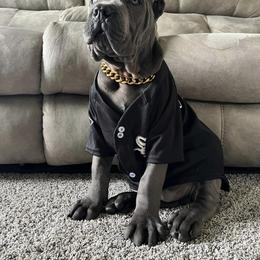 Biewer Terrier, Cane Corso, and Yorkshire Terrier Puppies from Exotic Yorkie Imports & Cessna Cane Corso