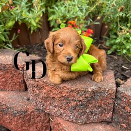Bernedoodle, Cavapoo, Goldendoodle, and Poodle Puppies from Gypsi Doodles & Poodles