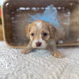 Graham - Blenheim male Cavapoo puppy in Fayetteville, Arkansas from Silver Hill Farm
