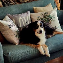 Doodles - Australian Shepherd
