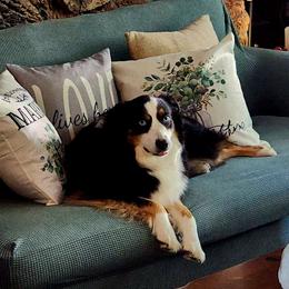 Doodles - Australian Shepherd